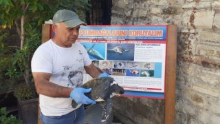 Aydında yeşil deniz kaplumbağası yaralı halde bulundu
