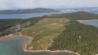 Ayvalıkta yanan ormanlık alanlarda yeşil yeniden hayat buluyor