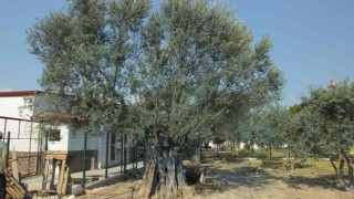 Balıkesirli gurbetçi 1300 yıllık zeytin ağacı ile dertleşiyor