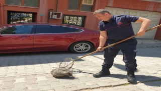 Bandırmada cadde üzerinde gezen kokarca itfaiye ekipleri tarafından yakalandı