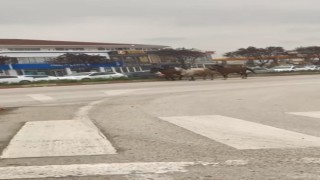 Başıboş atlar karayolunda kazaya davetiye çıkardı