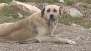 Başkentteki başıboş köpek saldırısında yeni görüntüler ortaya çıktı
