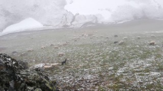 Bayburt - Trabzon arasındaki yaylalarda kar yağışı