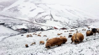 Bayburt - Trabzon arasındaki yaylalarda kar yağışı etkili oldu