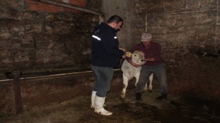 Bayburtta Kurban Bayramı öncesi büyükbaş hayvanlar aşılanıyor