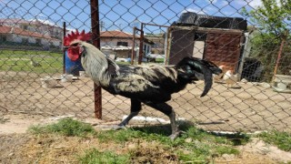 Bayılan horozun akrabaları ilgi odağı oldu