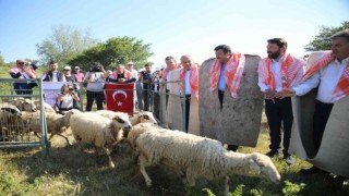 Bergamada hayvan otlatma sezonu açıldı