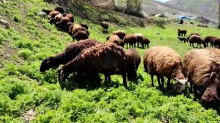 Besicilerde bahar mutluluğu