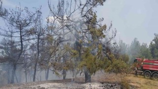 Bilecikte orman yangını korkuttu