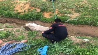 Bingölde çamura saplanan inek kurtarıldı