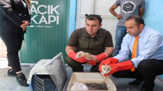Bitkin bulunan peçeli baykuşlar korumaya alındı