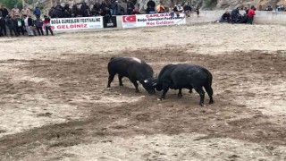 Boğa güreşleri nefes kesti