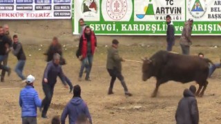 Boğayı aralarına alarak şampiyonluğu kutlamak isterken şampiyon boğanın hışmına uğradılar