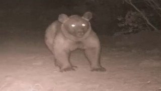 Bozayı, Burdurda ikinci kez fotokapana yansıdı