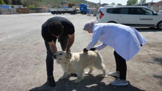 Bozüyükte ücretsiz kuduz aşısı kampanyası