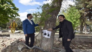 Burdur Belediyesinin kestiği yarım asırlık çam ağaçları için zincirli eylem