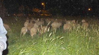 Burhaniye de koyunlarda gece güdümü başladı