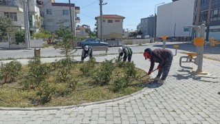 Burhaniyede yabani otlar temizleniyor