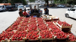 Bursada çilek hasadı başladı