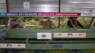 Büyükşehir Belediyesinden Muta bir erik boylama makinesi daha