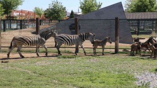 Büyükşehir Hayvanat Bahçesinde yeni doğan zebra ilgi odağı oldu