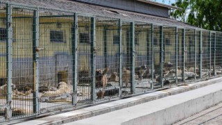Can dostlar için Türkiyenin en kapsamlı kısırlaştırma seferberliğini başlattı