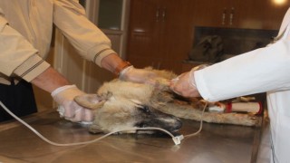 Caniler köpekleri tarım ilacıyla zehirlemiş