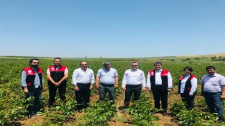 Ceviz fidanları bir çok ülkeye ihrac ediliyor