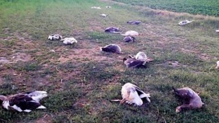 CHPli başkanın 40 kazı öldürdüğü iddiasıyla açılan dava ertelendi