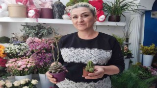 Çiçekseverlerin yaz tercihi: ‘Sukulent