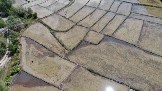 Çiftçilerin meşakkatli ‘çeltik ekimi 10 gün gecikmeli başladı