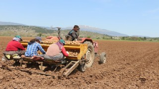 Coğrafi işaretli Bolu patatesi toprakla buluştu