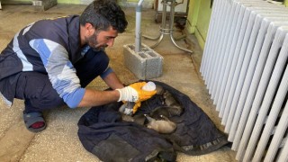 Çöp konteynerinin yanında buldukları yavru köpekleri biberonla beslediler