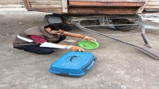 Cüce yarasa tekrar doğaya bırakıldı
