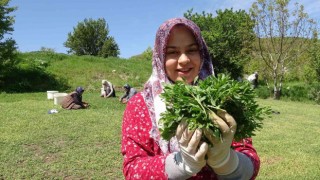 Dağda değil köyde yetişiyor, çiftçinin yüzü gülüyor