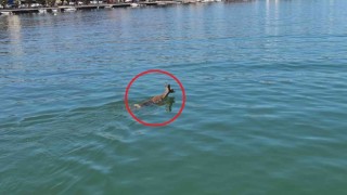 Denize atlayan karacayı sahil güvenlik kurtardı