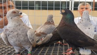 Denizli ırkı ‘Tokur güvercinler podyuma çıktı