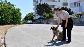 Dere yatağında mahsur kalan köpekleri Konyaaltı Belediyesi kurtardı