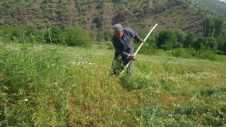 Derecikte tırpanla ot biçme sezonu başladı