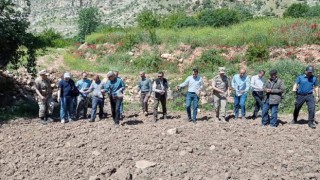 Devlet destek verdi Siirtte susam ve çeltik ekimi yaygınlaştı