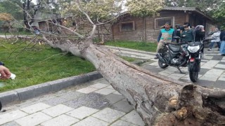 Devrilen ağacın altında kalan 2 genç yaralandı