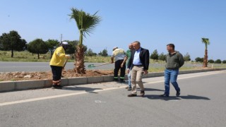 Didim Belediyesi, 250 adet palmiye ağacının dikimini gerçekleştiriyor