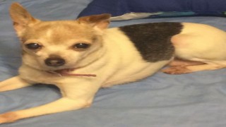 Dünyanın en yaşlı köpeği Pebbles, 22 yaşında Guinness Rekorlar Kitabına girdi