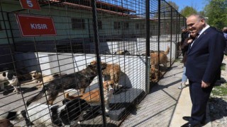 Düzcede 15 günde 5 köpek sahiplendirildi