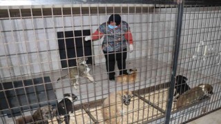 Düzcede bir hafta da 77 köpek kısırlaştırıldı