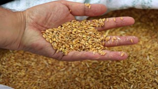 Edirnede buğday 5 lira 667 kuruştan satıldı