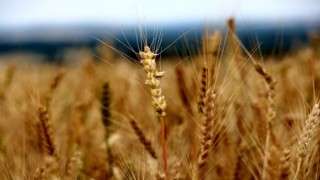 Edirnede buğday 5,656 TLden satıldı