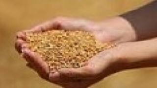 Edirnede buğday 5,726 TLden satıldı