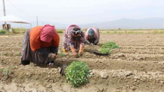 Efeler Belediyesinin tarım ürünlerini çeşitleniyor