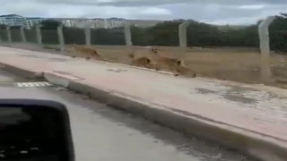 Elazığda dağ keçileri şehir merkezine indi